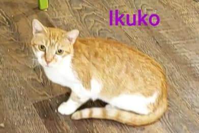 Ikuko, a Adoptable Domestic Short Hair in Macon, GA image 2/10
