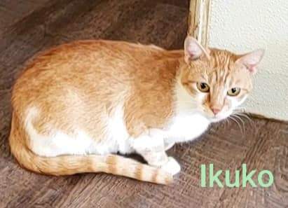 Ikuko, a Adoptable Domestic Short Hair in Macon, GA image 4/10