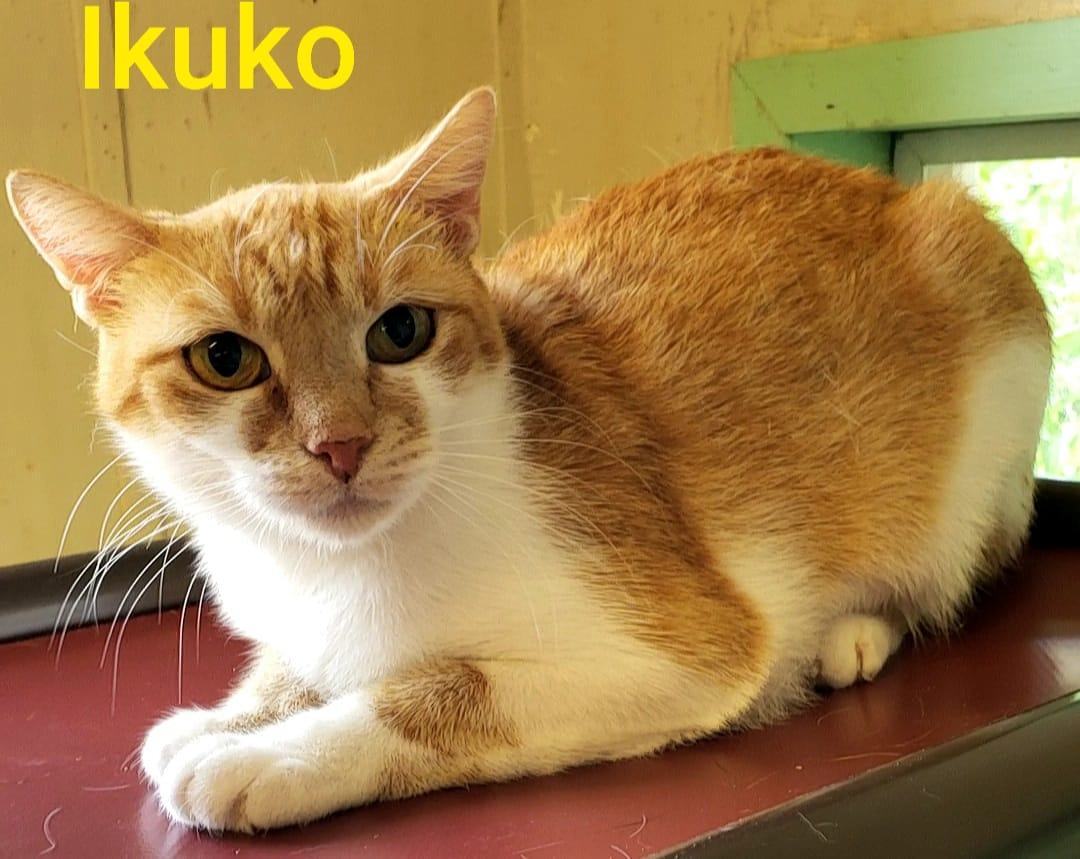 Ikuko, a Adoptable Domestic Short Hair in Macon, GA image 5/10
