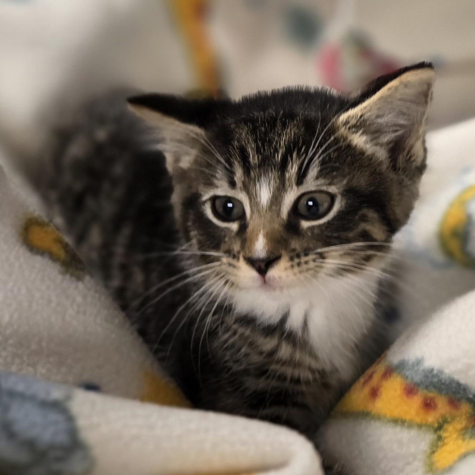 Dean, a ADOPTABLE Domestic Short Hair in Xenia , OH image 4/6