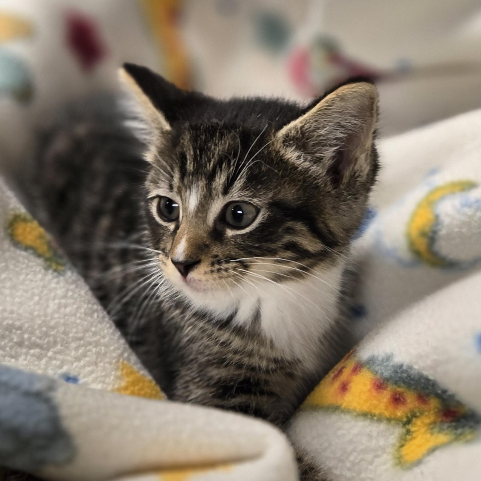 Dean, a ADOPTABLE Domestic Short Hair in Xenia , OH image 6/6