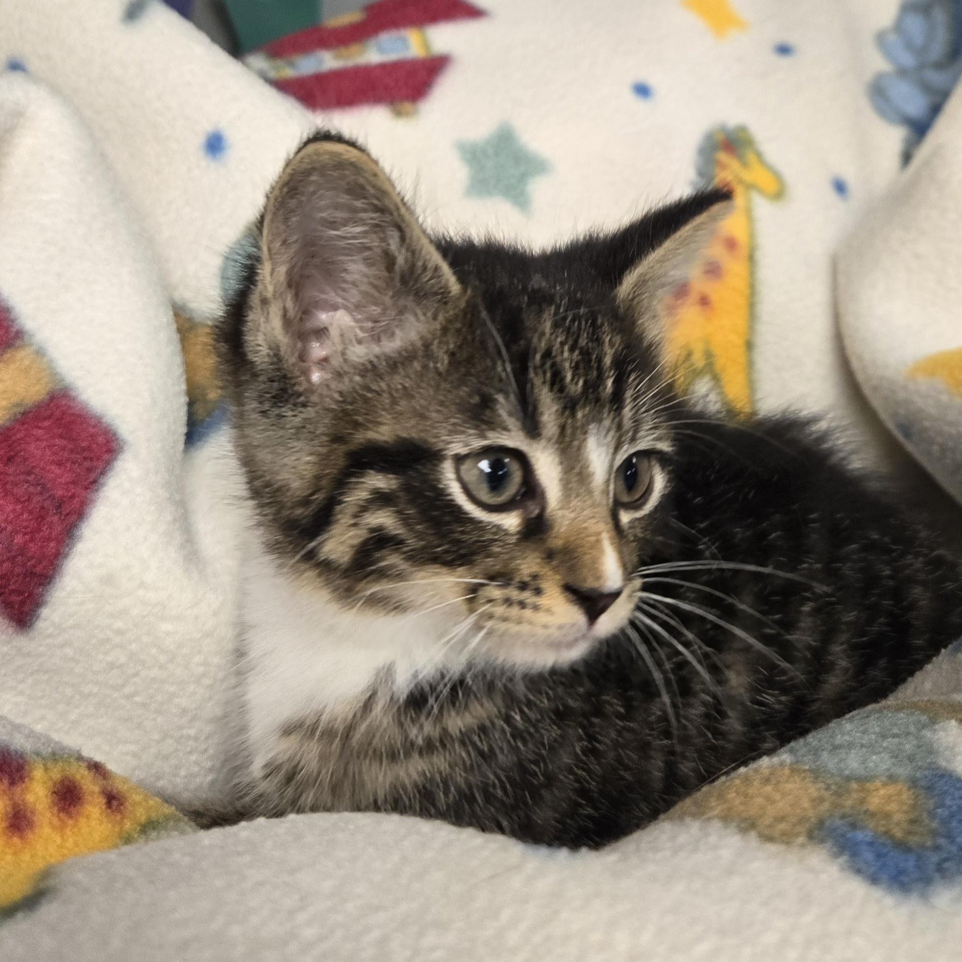 Dean, a ADOPTABLE Domestic Short Hair in Xenia , OH image 5/6