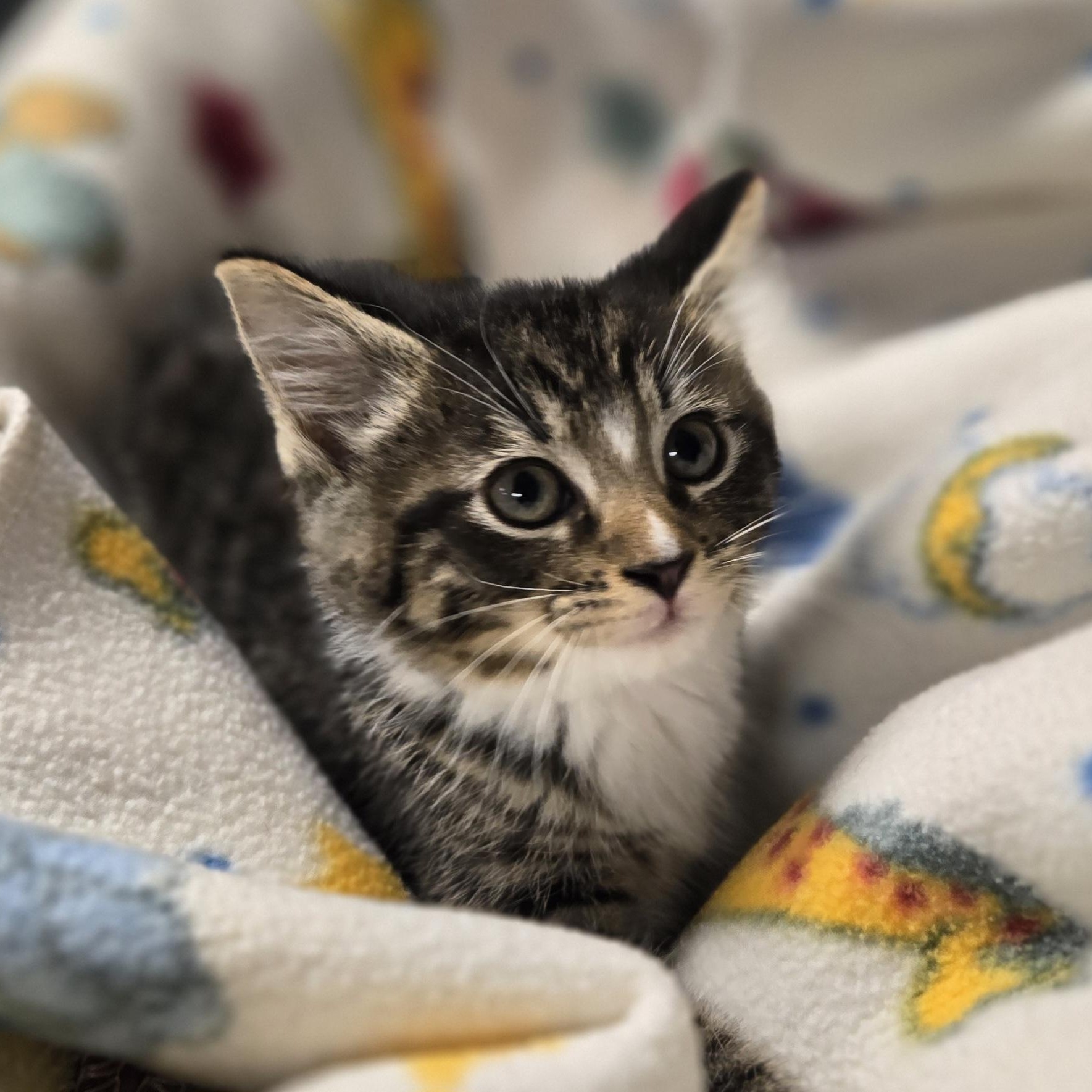 Dean, a ADOPTABLE Domestic Short Hair in Xenia , OH image 2/6