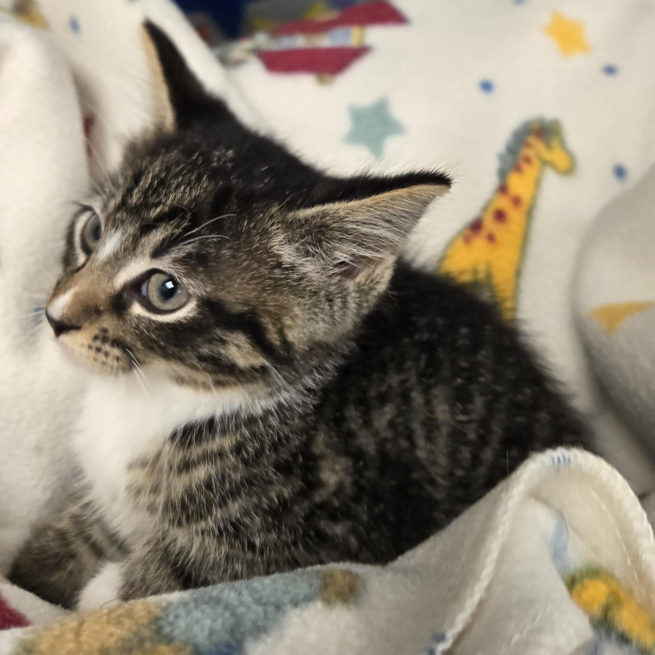 Dean, a ADOPTABLE Domestic Short Hair in Xenia , OH image 3/6