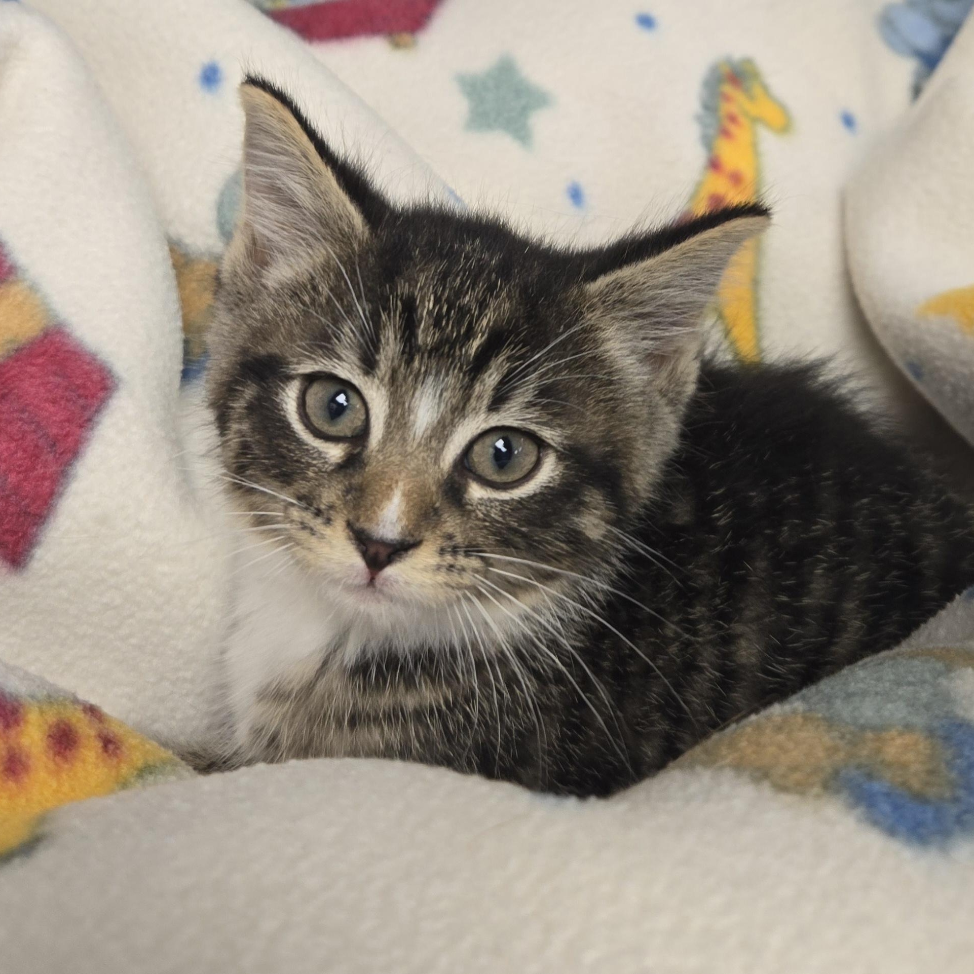 Dean, ADOPTABLE, Young Male Domestic Short Hair.