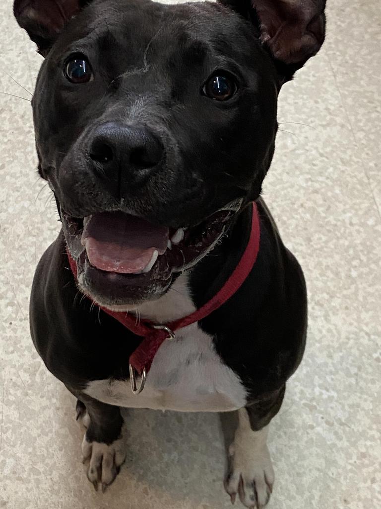 Enlarge Bianca, a Adopted Pit Bull Terrier in Virginia, MN image 1/4
