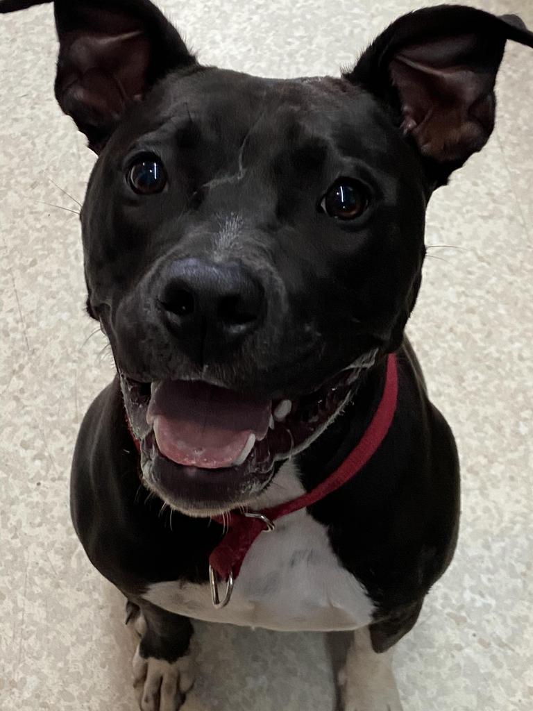 Enlarge Bianca, a Adopted Pit Bull Terrier in Virginia, MN image 2/4