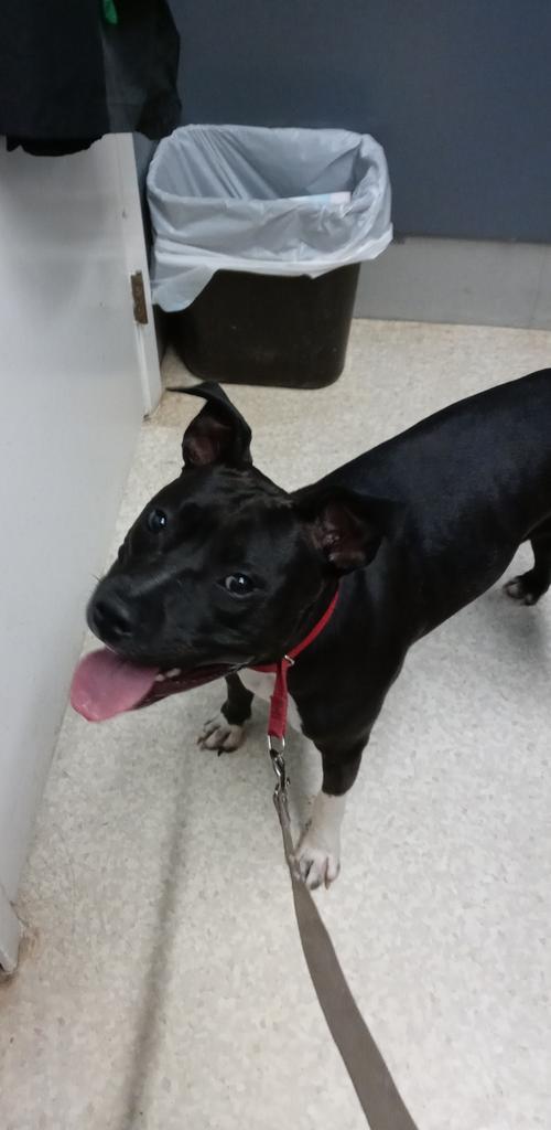 Enlarge Bianca, a Adopted Pit Bull Terrier in Virginia, MN image 3/4