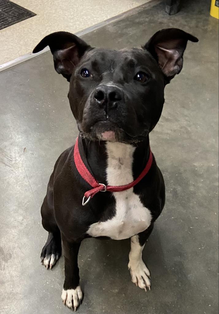 Enlarge Bianca, a Adopted Pit Bull Terrier in Virginia, MN image 4/4