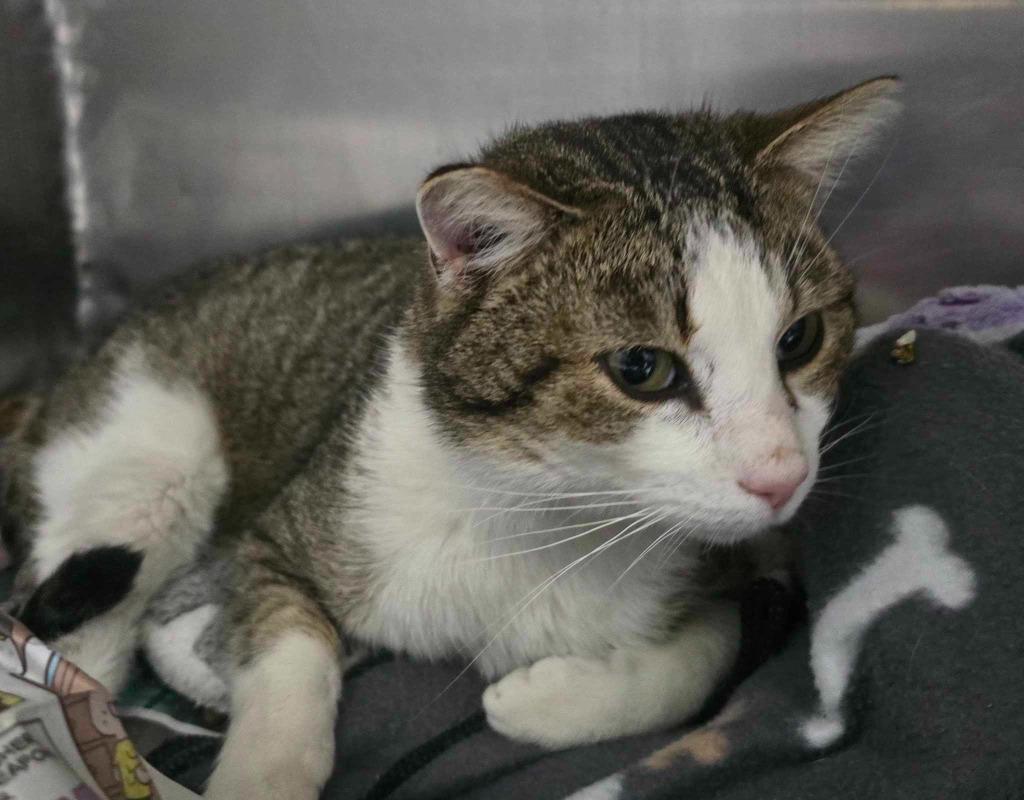 Enlarge Leo, a Adoptable mixed breed in Hillsdale, IN image 1/1