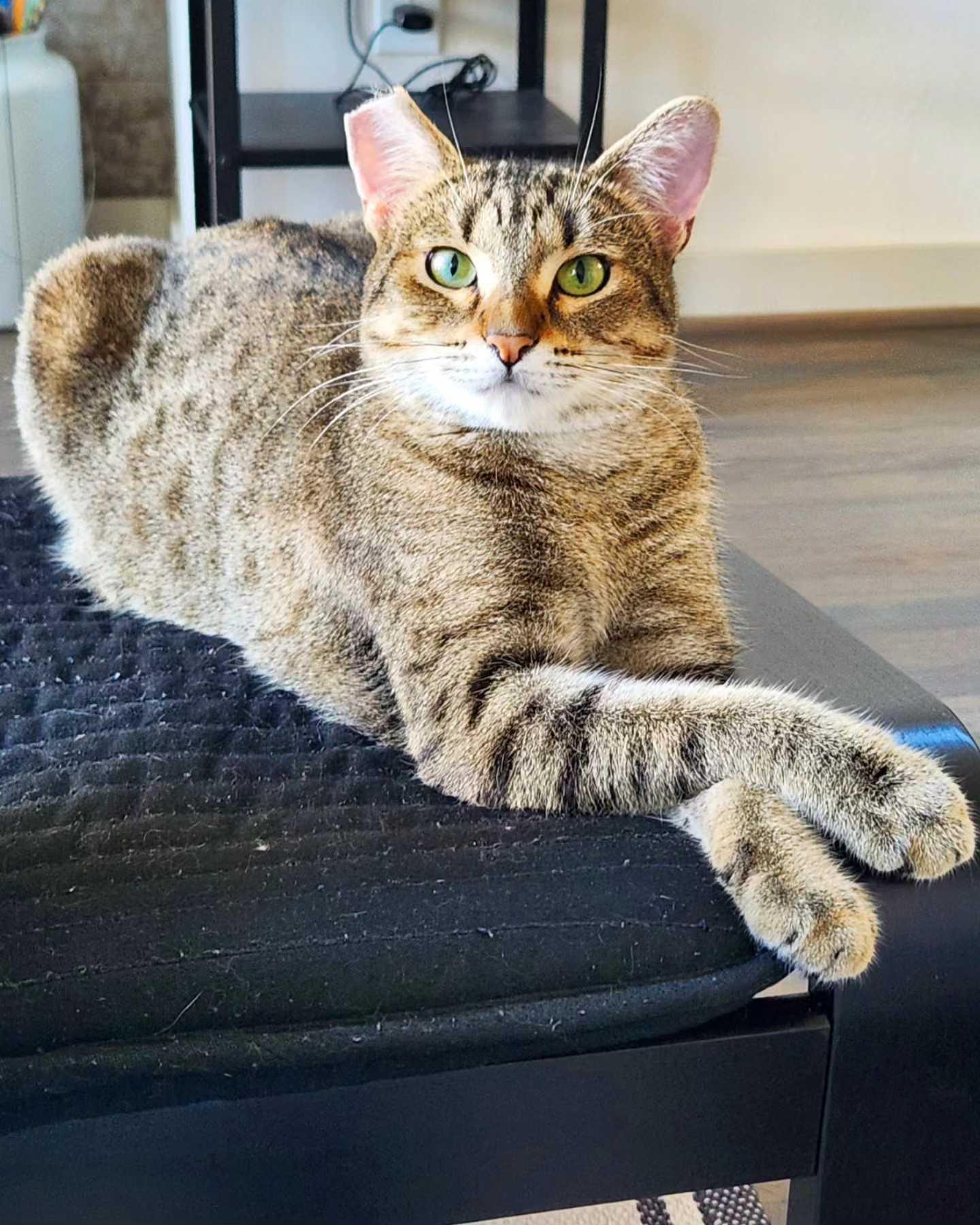 Enlarge Lady Shasha, a ADOPTABLE Domestic Short Hair in Seattle, WA image 5/6