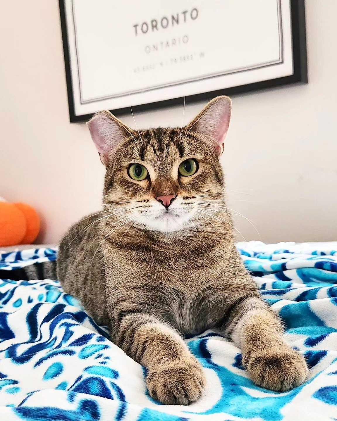 Enlarge Lady Shasha, a ADOPTABLE Domestic Short Hair in Seattle, WA image 2/6