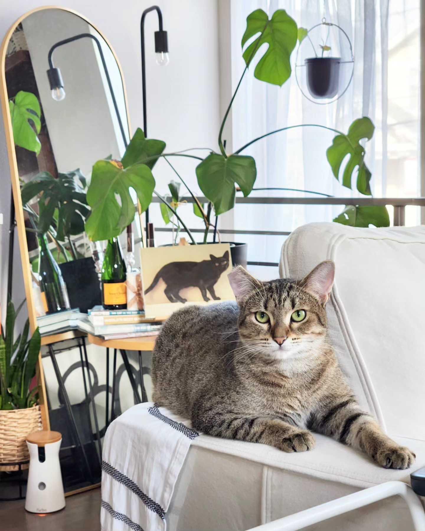 Enlarge Lady Shasha, a ADOPTABLE Domestic Short Hair in Seattle, WA image 4/6