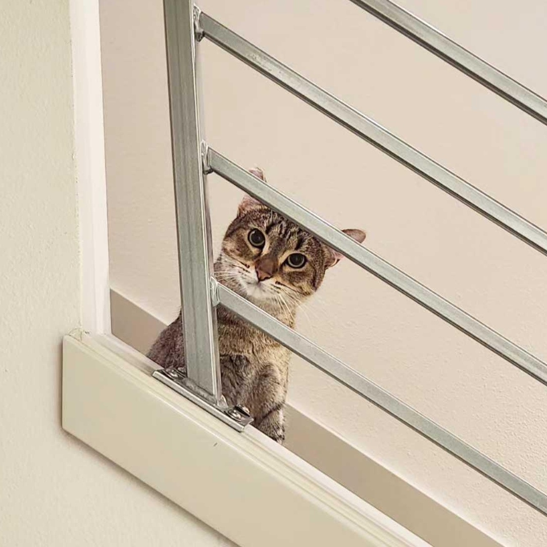 Enlarge Lady Shasha, a ADOPTABLE Domestic Short Hair in Seattle, WA image 3/6