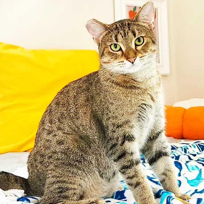 Lady Shasha, ADOPTABLE, Adult Female Domestic Short Hair.