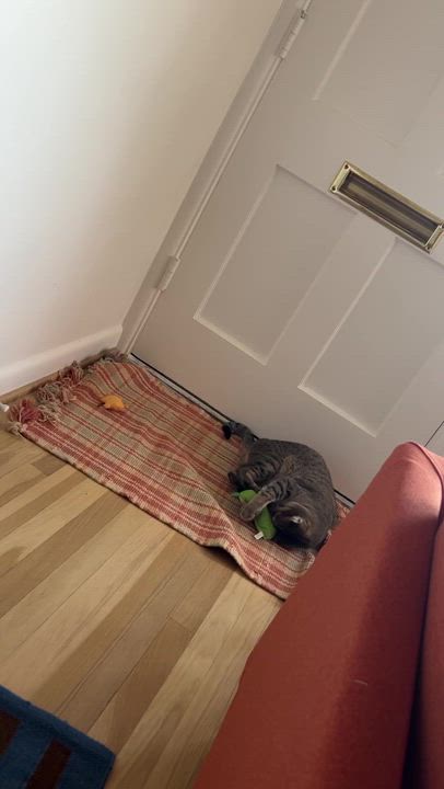 Enlarge Lady Shasha, a ADOPTABLE Domestic Short Hair in Seattle, WA video 6/6