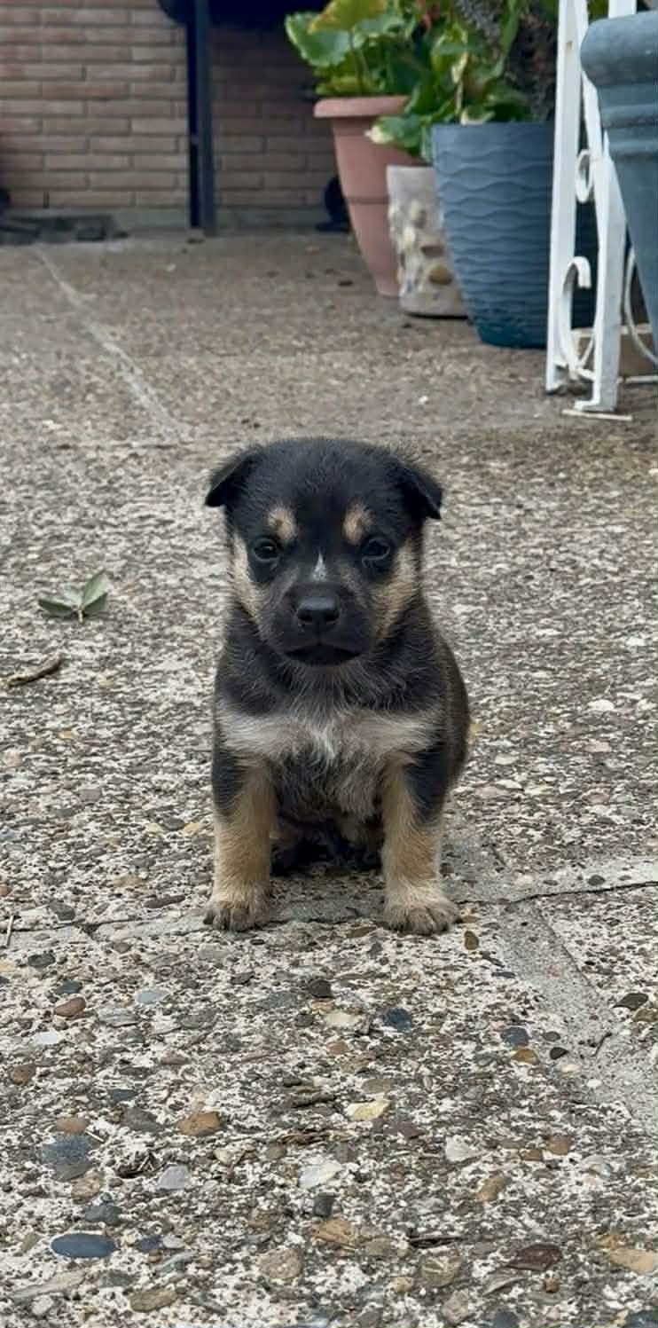 Enlarge Riley, an adopted mixed breed in Sparta, NJ image 1/1