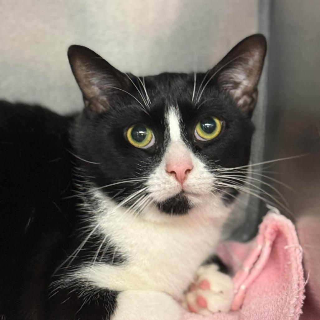 Enlarge Kris Kringle, a Adoptable Domestic Short Hair in Martinsville, VA image 1/1