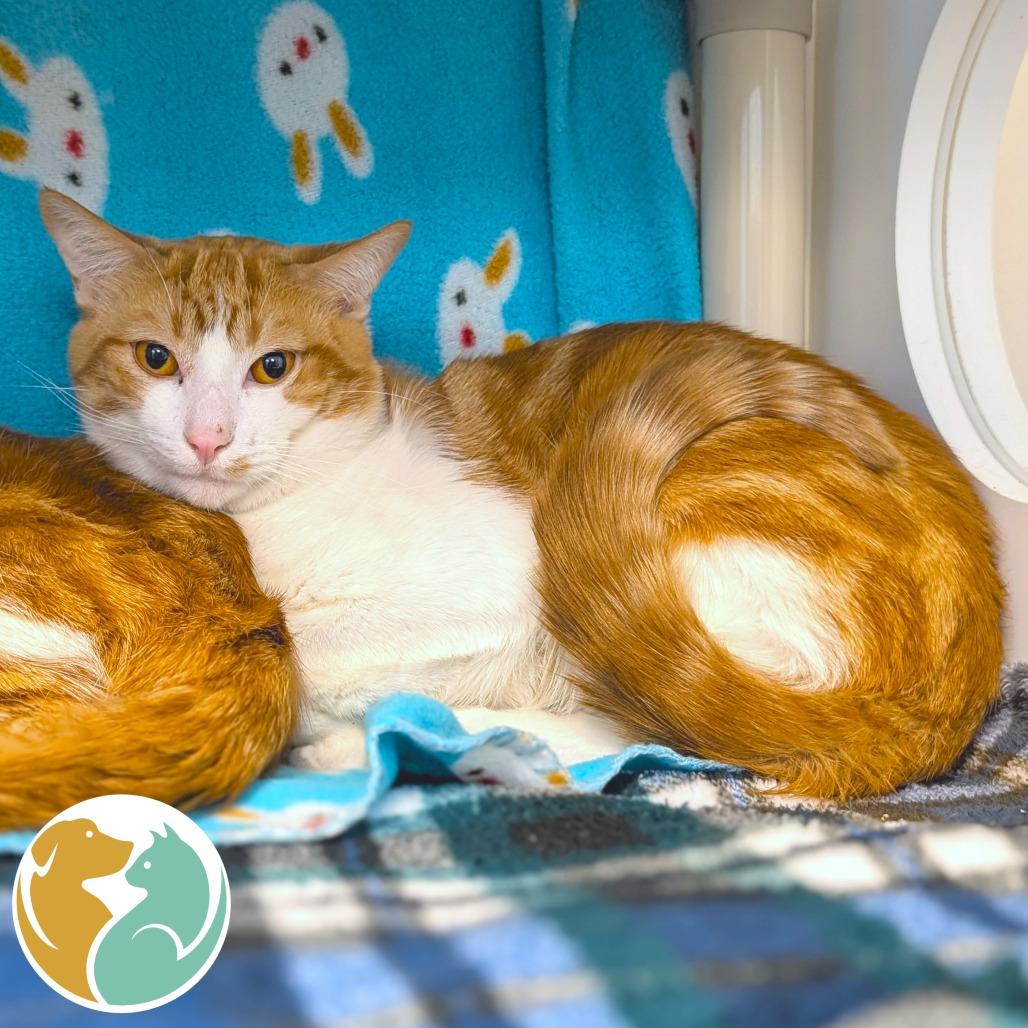 Enlarge Santino, a Adoptable Domestic Short Hair in Toledo, OH image 1/1