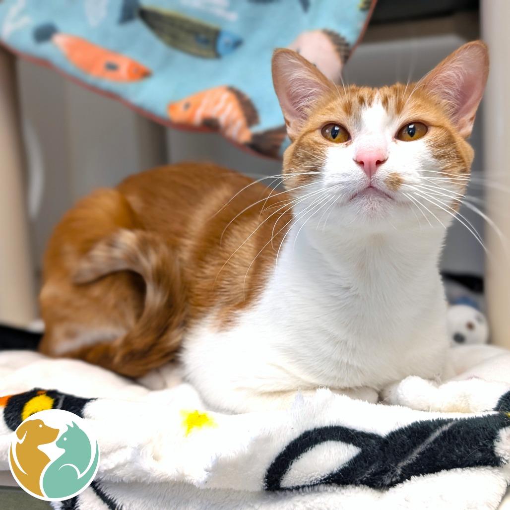 Enlarge Santino, a Adoptable Domestic Short Hair in Toledo, OH image 1/1