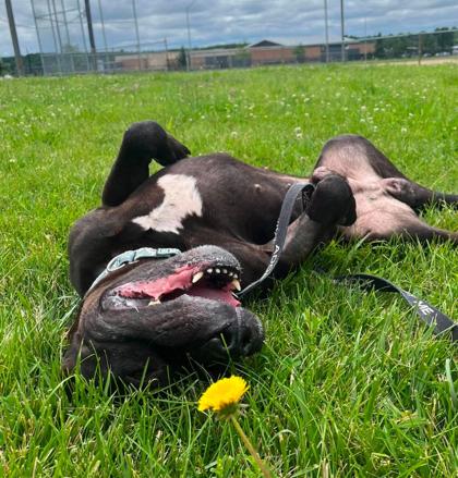 Ryder, Adoptable, Senior Male Pit Bull Terrier & Mixed Breed.