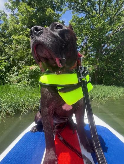 Ryder, a Adoptable mixed breed in Kansas City, MO image 2/3