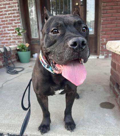 Ryder, a Adoptable mixed breed in Kansas City, MO image 3/3