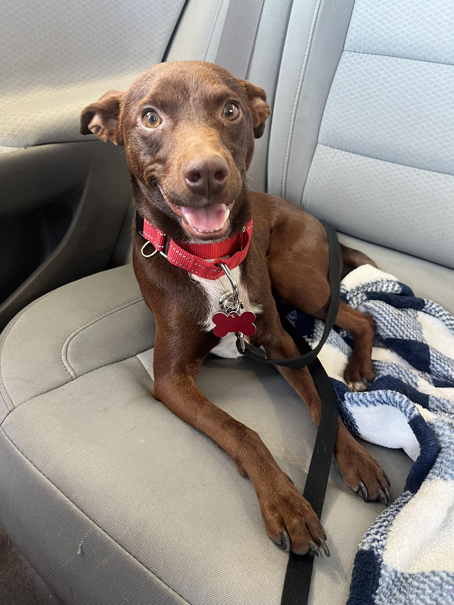 Rusty(terrier), Adopted, Young Male Terrier.