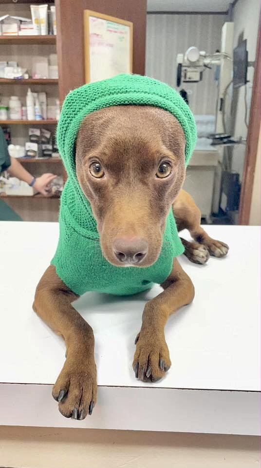 Enlarge Rusty(terrier), a Adopted Terrier in Blackwood, NJ image 2/3