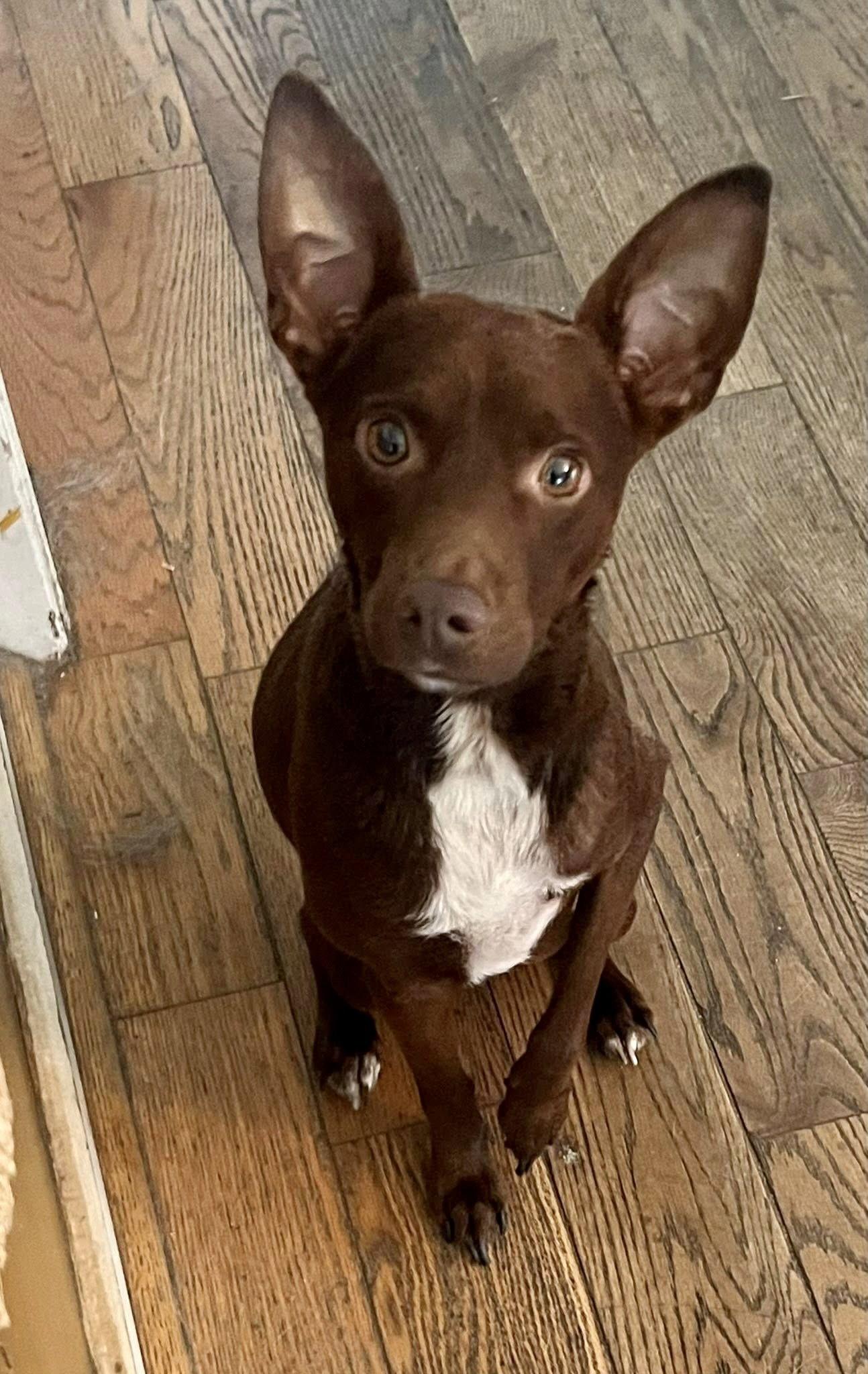 Enlarge Rusty(terrier), a Adopted Terrier in Blackwood, NJ image 3/3