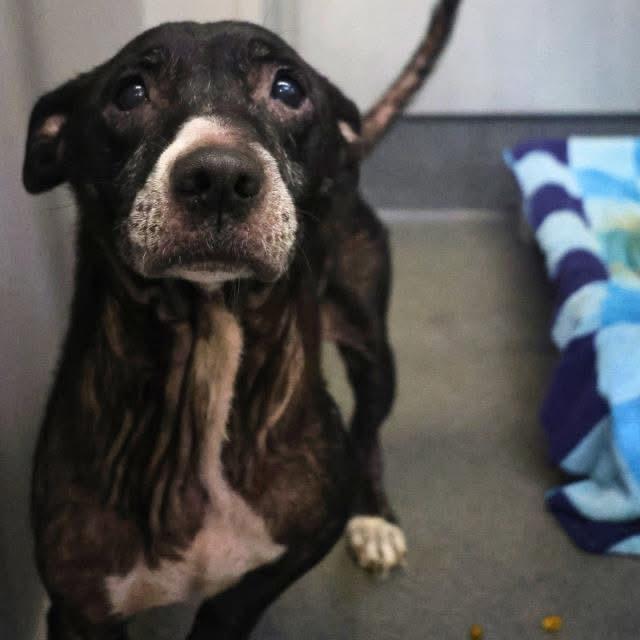 Penny, a Adoptable mixed breed in Shickshinny , PA image 2/6