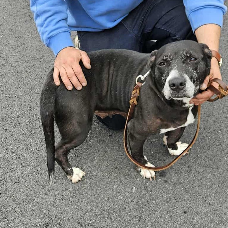 Penny, a Adoptable mixed breed in Shickshinny , PA image 4/6