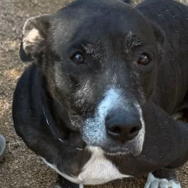 Penny, a Adoptable mixed breed in Shickshinny , PA image 1/6