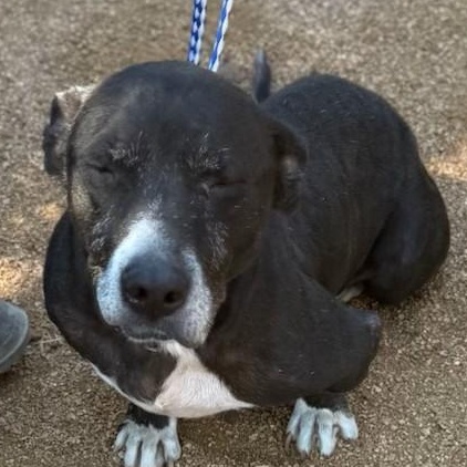 Penny, a Adoptable mixed breed in Shickshinny , PA image 5/6