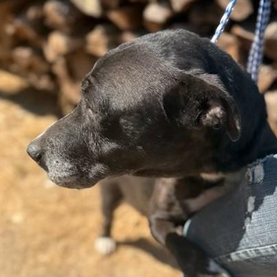 Penny, a Adoptable mixed breed in Shickshinny , PA image 6/6