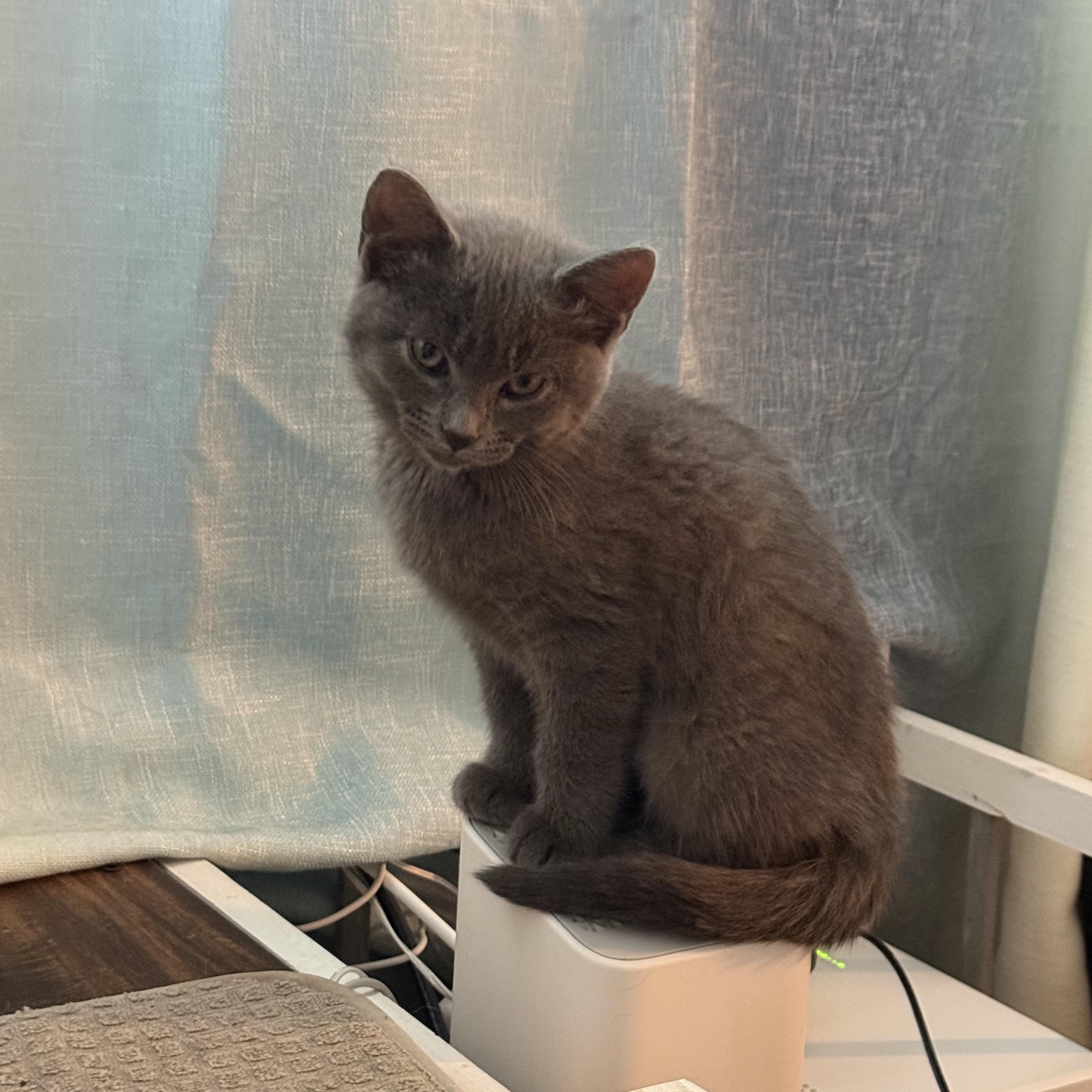 Eleanor, ADOPTABLE, Kitten Female Domestic Short Hair.