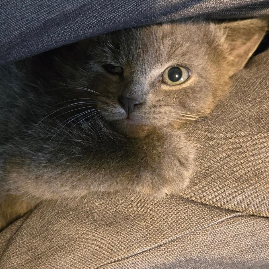 Enlarge Eleanor, a ADOPTABLE mixed breed in Omaha, NE image 5/5
