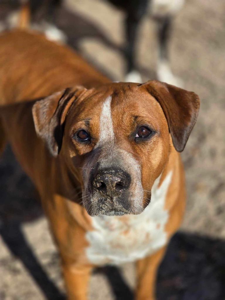 Enlarge Brook, a Adoptable mixed breed in Waynesville, GA image 2/6