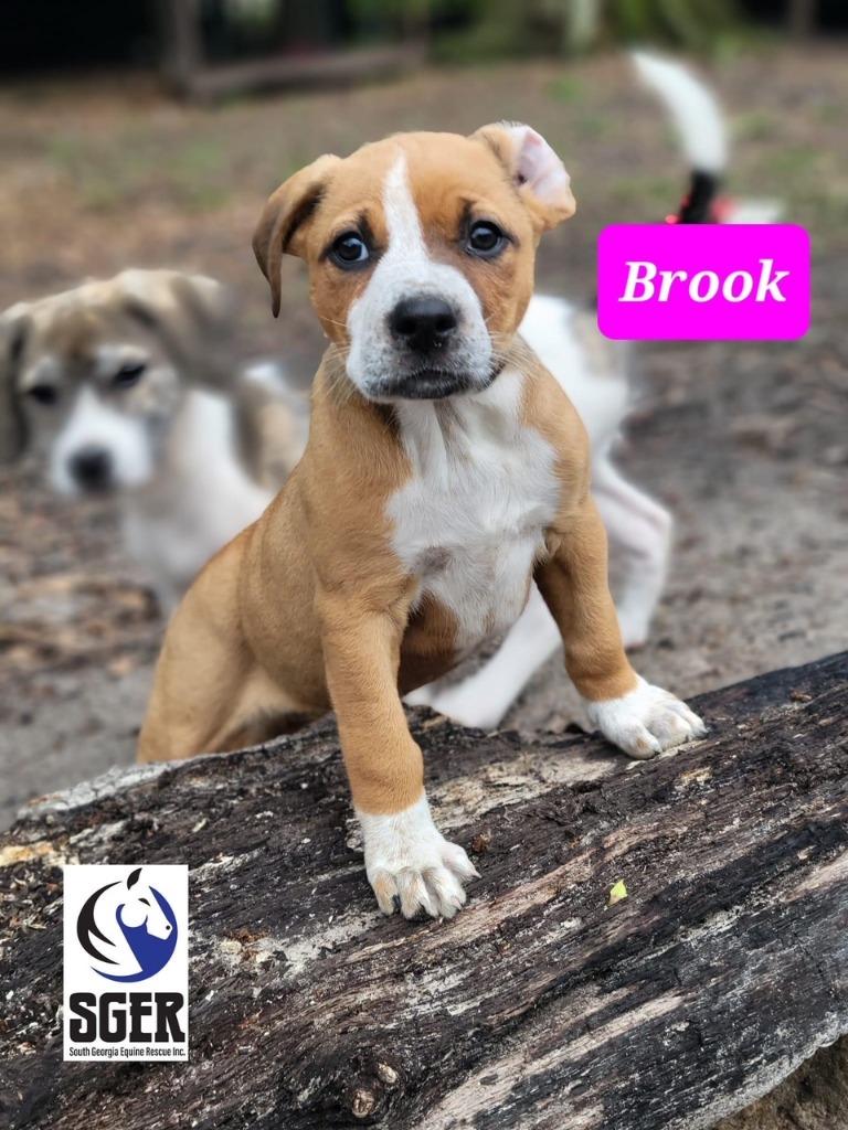 Enlarge Brook, a Adoptable mixed breed in Waynesville, GA image 3/6