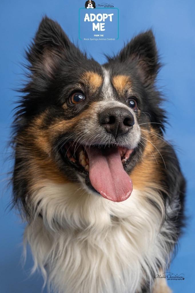Enlarge Buddy, a Adoptable Australian Shepherd in Gillette, WY image 1/1