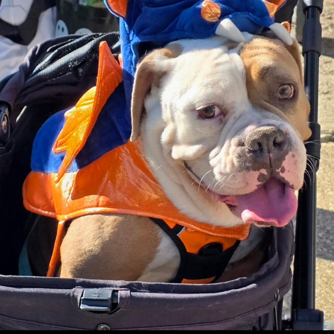 Enlarge Bailey , a ADOPTABLE English Bulldog in South Amboy, NJ image 2/2
