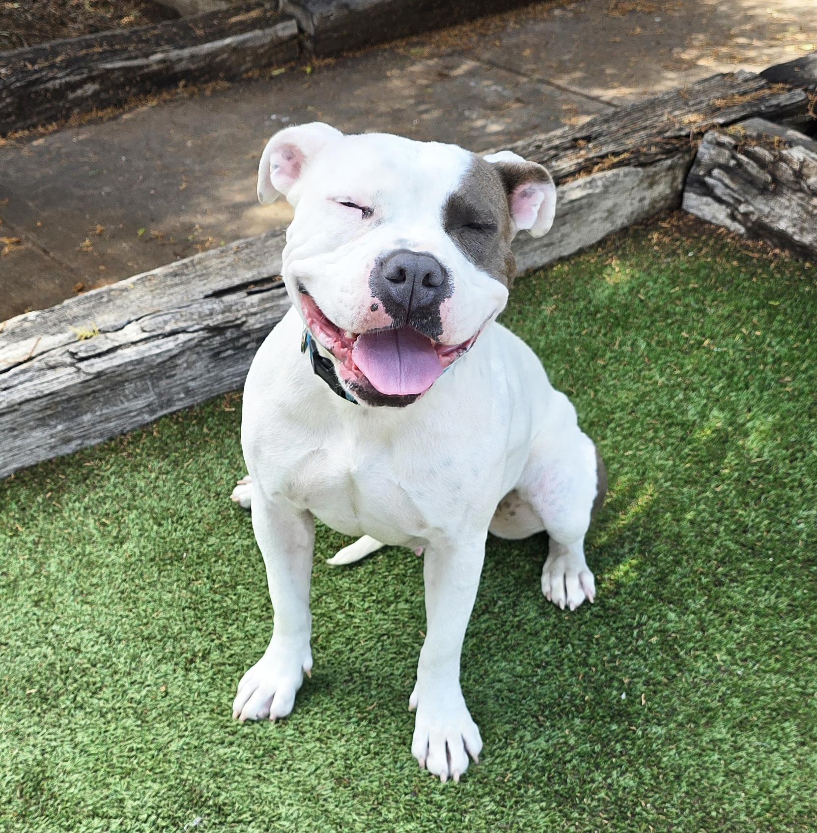 Enlarge WOW Ms Wynona ~ Exquisite !, a Adoptable American Bully in Albuquerque, NM image 1/4