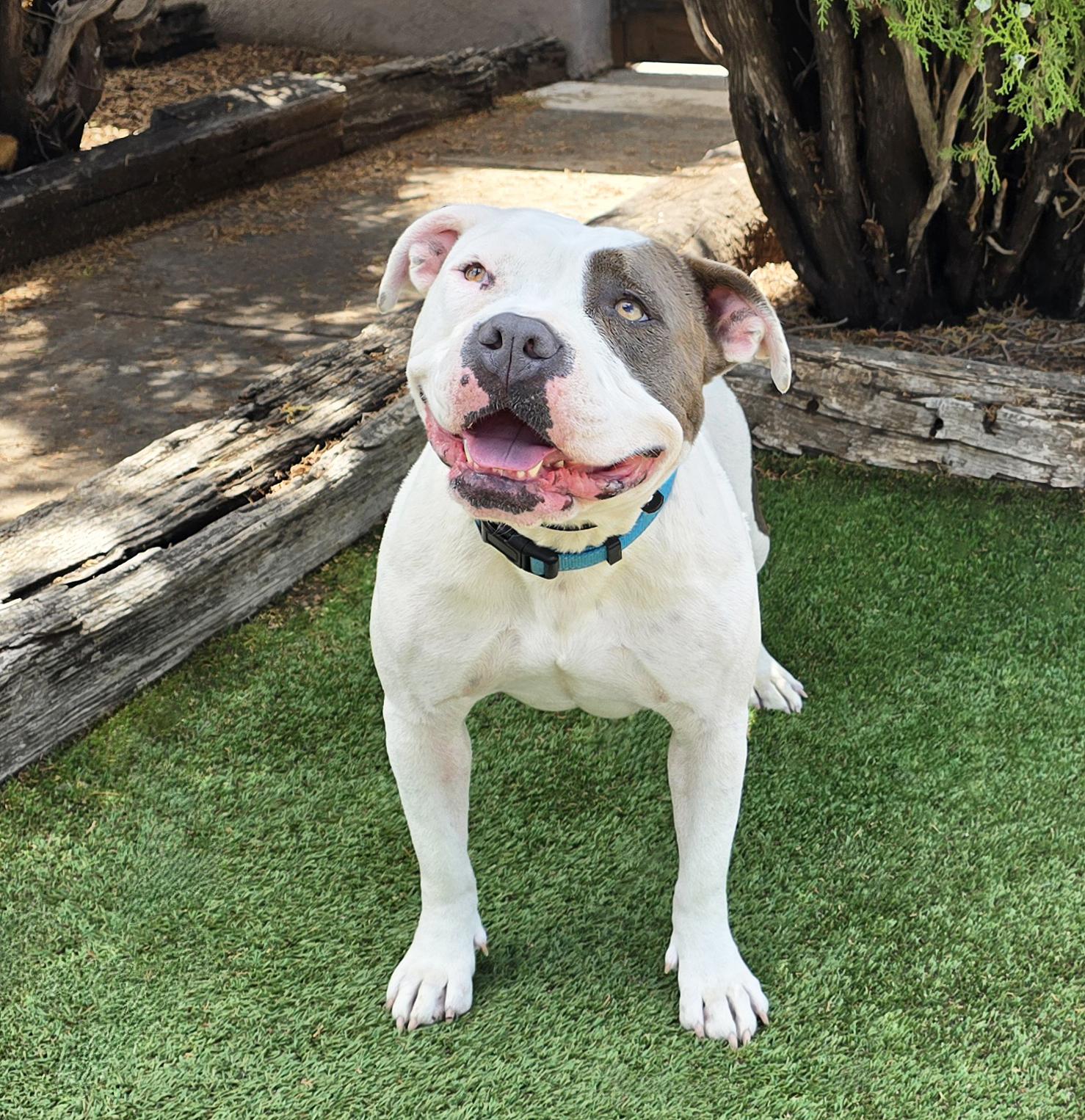 Enlarge WOW Ms Wynona ~ Exquisite !, a Adoptable American Bully in Albuquerque, NM image 2/4