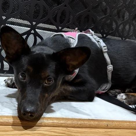 Dolly, a Adoptable mixed breed in Odenville, AL image 1/6