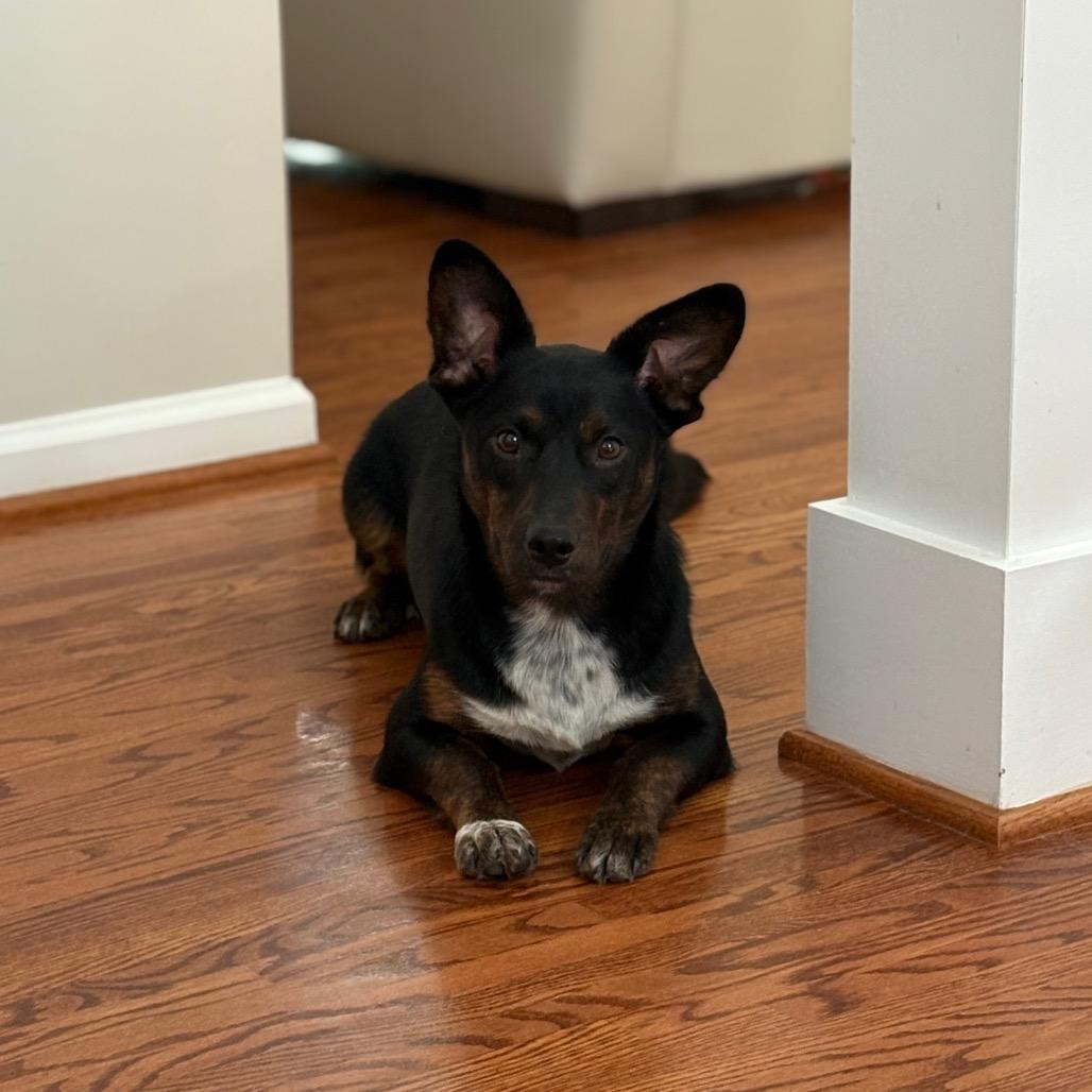 Dolly, a Adoptable mixed breed in Odenville, AL image 2/6