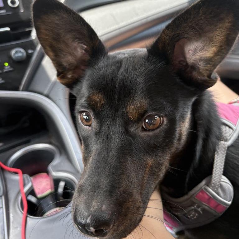 Dolly, a Adoptable mixed breed in Odenville, AL image 3/6