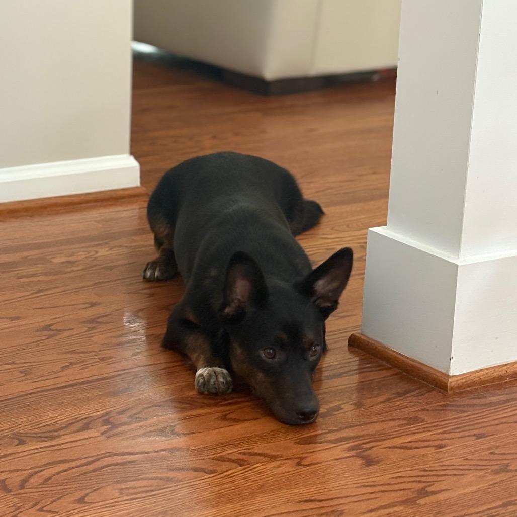 Dolly, a Adoptable mixed breed in Odenville, AL image 5/6