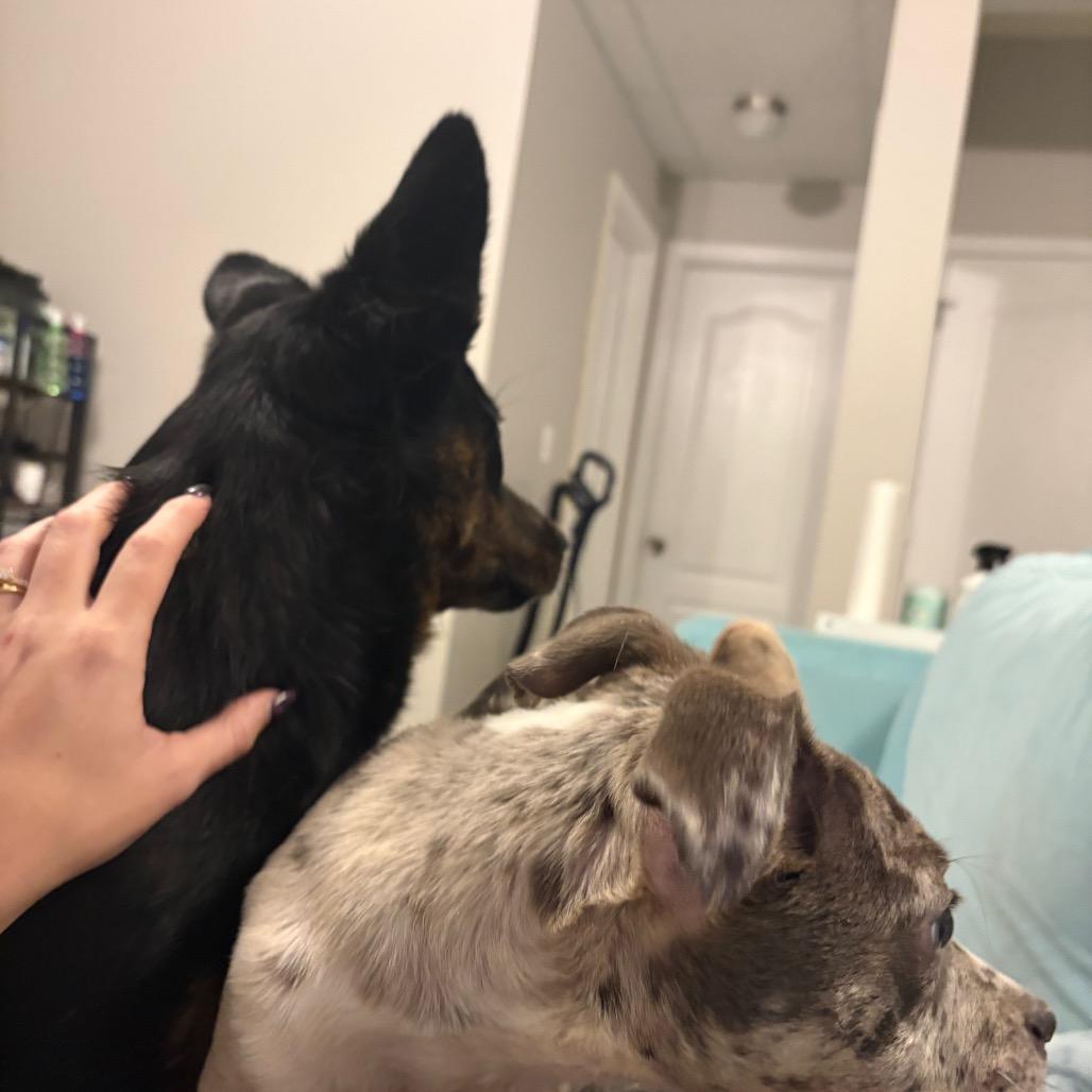 Dolly, a Adoptable mixed breed in Odenville, AL image 6/6