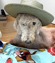 Crisco, a Adoptable Standard Poodle in Mount Airy, NC image 1/6