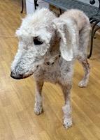 Crisco, a Adoptable Standard Poodle in Mount Airy, NC image 2/6